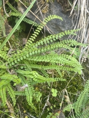 Asplenium trichomanes trichomanes