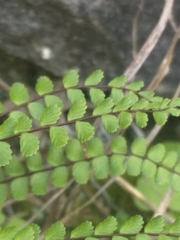 Asplenium trichomanes trichomanes