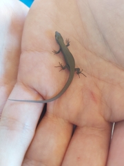 Algyroides fitzingeri