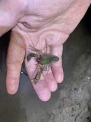 Cherax depressus