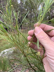 Acacia betchei