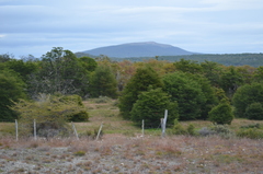 Embothrium coccineum