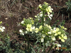Erysimum flavum