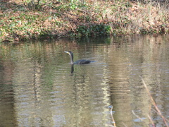 Phalacrocorax carbo