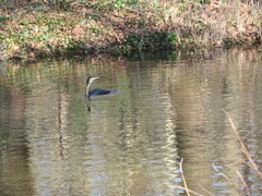 Phalacrocorax carbo