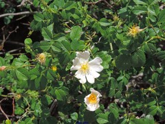 Rosa squarrosa