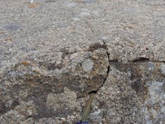 Podarcis guadarramae