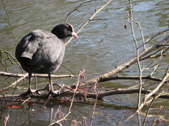 Fulica atra