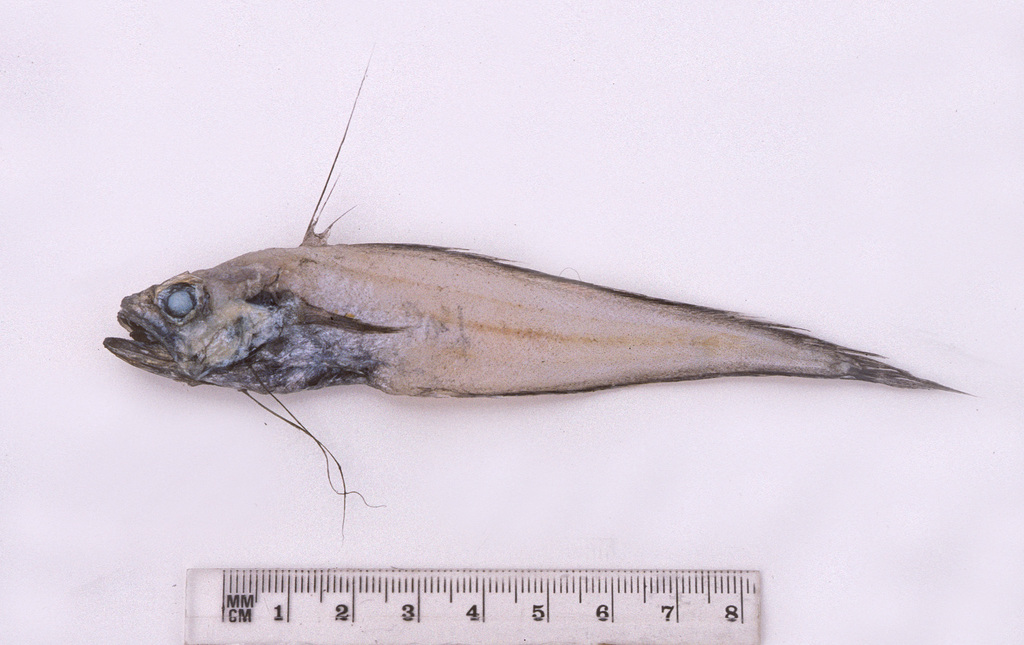 Fat-Headed Cod