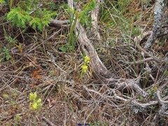 Biscutella valentina