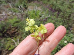 Biscutella valentina