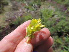 Biscutella valentina