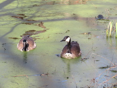 Branta canadensis