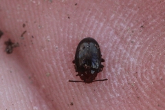 Scaphidema metallicum