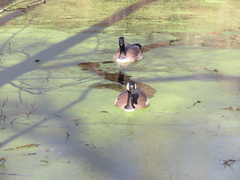 Branta canadensis
