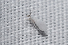 Semidalis