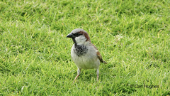 Passer domesticus