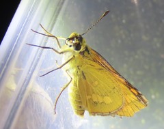 Taractrocera ina