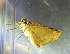 Taractrocera ina