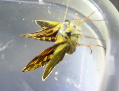 Taractrocera ina