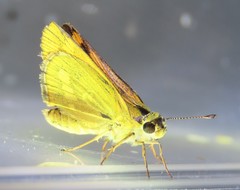 Taractrocera ina