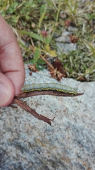 Lycia alpina