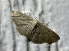 Scopula hypochra
