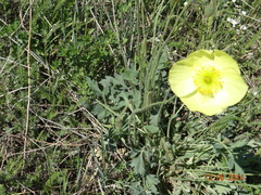 Papaver nudicaule