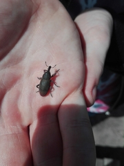Lixomorphus algirus