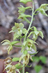 Epipactis papillosa