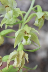 Epipactis papillosa