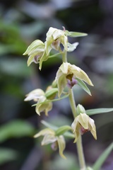 Epipactis papillosa