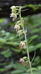 Epipactis papillosa