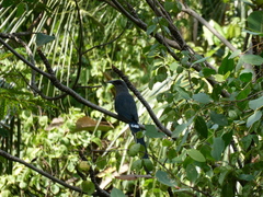 Phaenicophaeus tristis