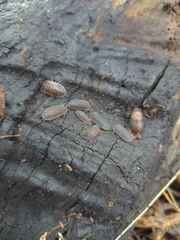 Porcellio scaber