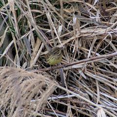 Emberiza personata