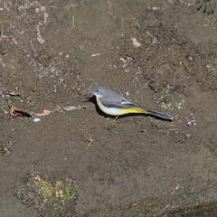Motacilla cinerea