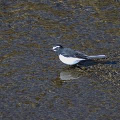 Motacilla grandis