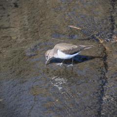 Actitis hypoleucos