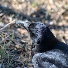 Corvus corone