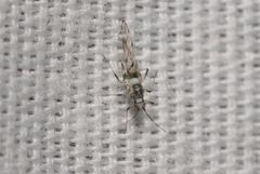 Eucarazzia elegans