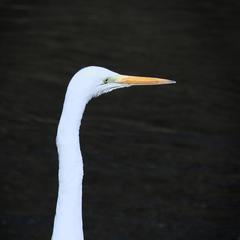 Ardea alba