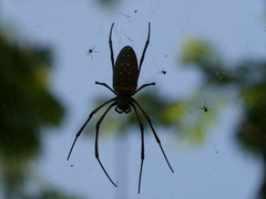Trichonephila antipodiana