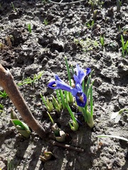 Iris reticulata