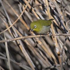 Zosterops japonicus