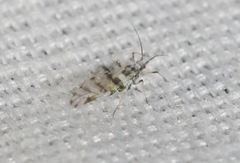 Eucarazzia elegans