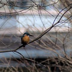 Alcedo atthis