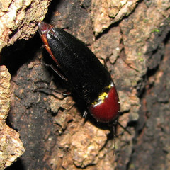 Parallelostethus attenuatus
