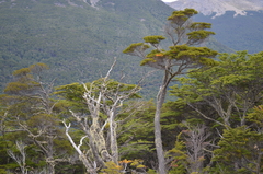 Nothofagus pumilio