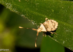 Cletomorpha